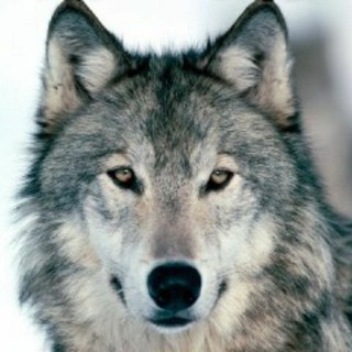 Fighter WOLVES Telegram Group Link