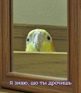 Ученые выяснили, что полигамные птицы оказались более склонными к мастурбации по сравнению с моногамными: https://lentach.media/eP9zX