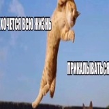 Свалка мотикоти