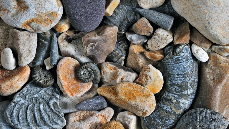 Unearthing the pastFossils of belemnites and ammonites, Jurassic Coast, Dorset, England (© Nature Picture Library/Alamy)