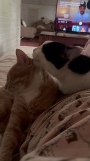 Утренние котонежности