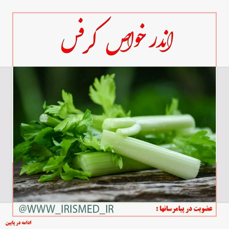 درمانگاه طب اسلامی گیاهی شفا: 🔴 اندر خواص کرفس♻️ انواع مختلفی دارد اما از هر نوع که باشد، #ورمهای_بلغمی و سرد، ورمهای تازه و حتی گرم را تحلیل میبرد.بر