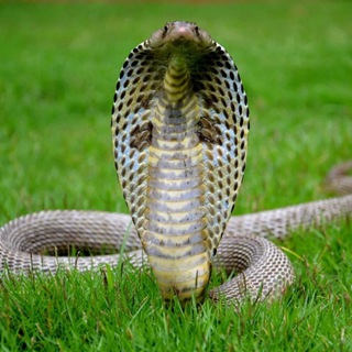 Cobra Telegram Group Link