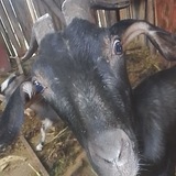 Кухня Кузи, беляши