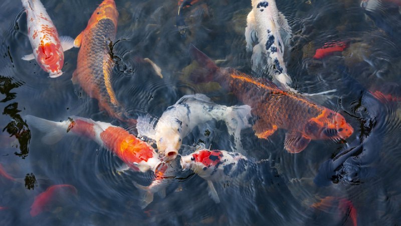 A pond of storiesKoi fish, Lan Su Chinese Garden, Portland, Oregon (© Greg Vaughn/Getty Images)