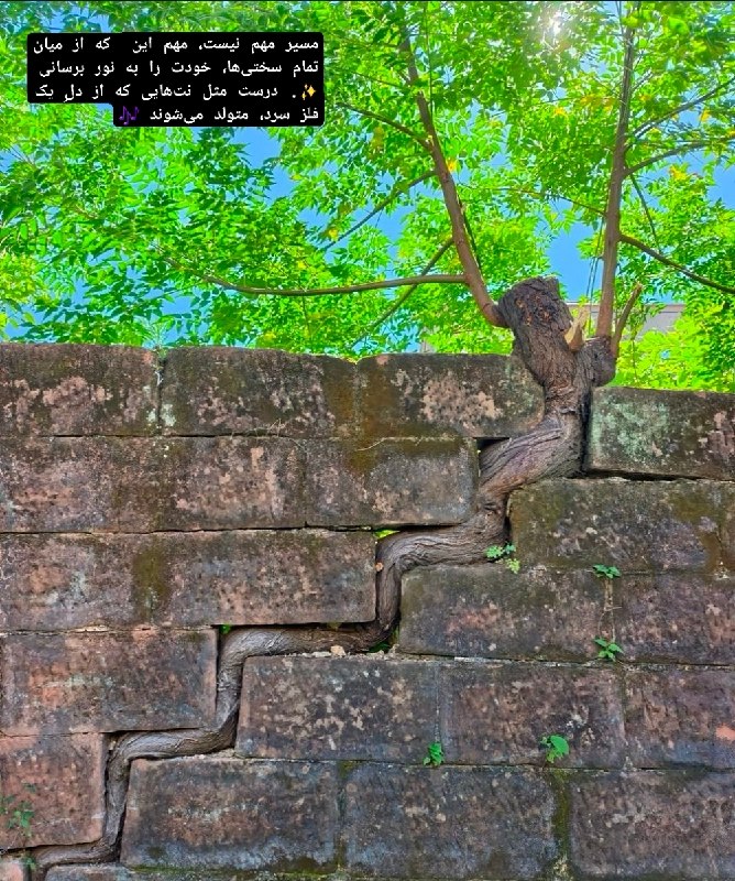 ژیلینگ: نور همیشه راهش را پیدا میکند، اگر تو برایش فضایی باز کنی. ✨این تصویر، تعریفِ واقعیِ “تسلیم نشدن” است. 💪مهم نیست از کجا