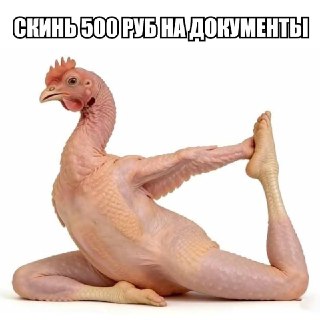 Куры и петухи, разворачивайтесь из МФЦ — обязательную регистрацию домашней птицы хотят отменить, если хозяева держат её только для себя. С 1 сентября владельцы подворий с поголовьем больше десяти пернатых должны получить доки. Россияне потащили гусей и про