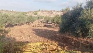 מתנחלים שחררו משק חי בין עצי זית ליד ג'נין
