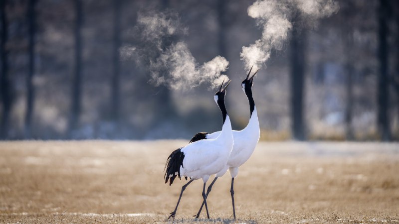Ready to let off some steam?Red-crowned cranes in Kushiro, Hokkaido, Japan (© Wirestock, Inc./Alamy)