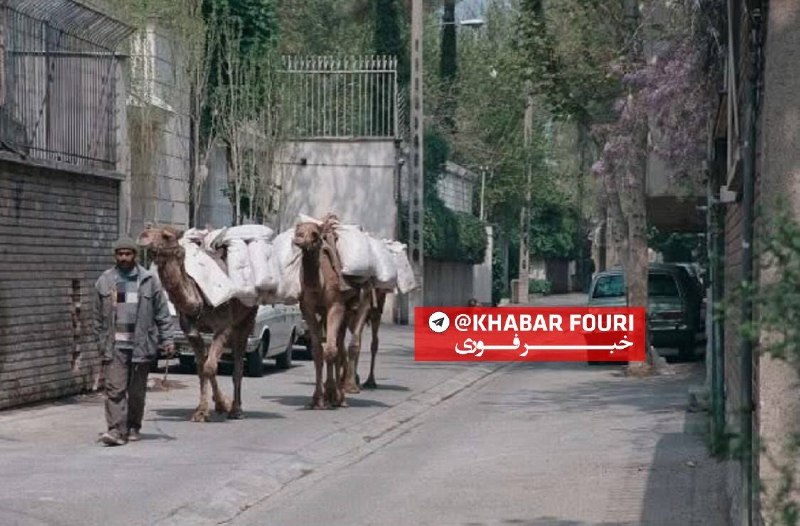 خبرفوری: 🔺 آخرین کاروان شترها در تهران سال ۱۳۸۰ حوالی خیابان محمودیه#عکس_تاریخی@khabarfouri