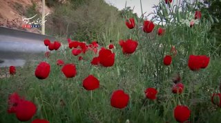 רגעים מנוכחות המנהיג שנהרג בקרב תושבים בעת מלחמה ושלום