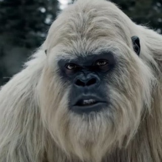 Yeti-Boo Vlogs
