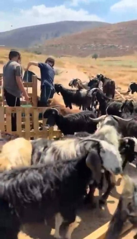 مستوطنون يرعون مواشيهم في أراضي فلسطينية شمال رام الله