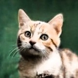 в жестяной банке
