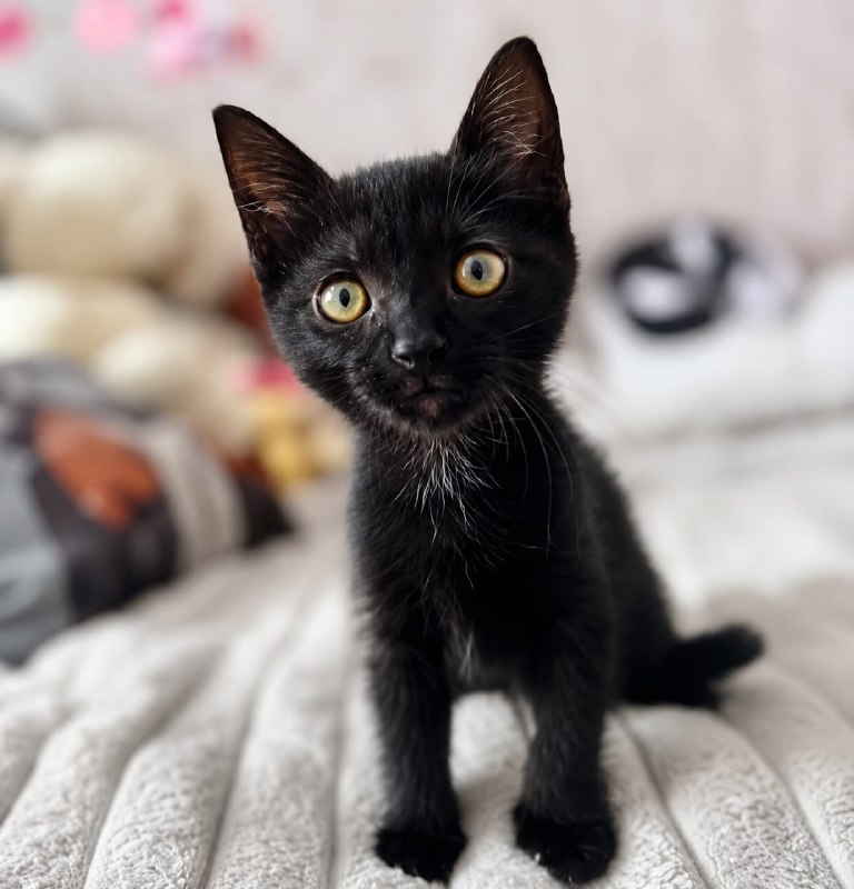 Котята, возраст 2 месяца.
Очаровательные малышки...