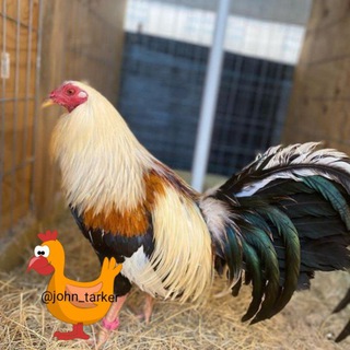 KENTUCKY GAME FARM🔥🔥🔥 Telegram Group Link