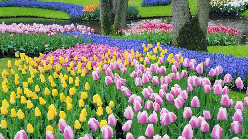 Tulips run the showGrape hyacinths and tulips, Keukenhof Gardens, Lisse, Netherlands (© Martin Ruegner/Getty Images)