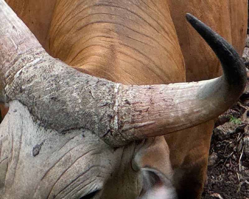 Зоопарк Кхао Кхео Это не просто место для знакомства с животным миром, а настоящий сафари-парк и источник вдохновения для тех, кто ищет новые идеи для творчества. Прогуливаясь среди экзотических животных и ярких птиц, невозможно не заметить, как у каждого из них своя особенная жизнь — настоящая история, разворачивающаяся прямо перед глазами, как захватывающий сериал. Все эти существа, такие разные по характеру и внешности; каждый по-своему удивительно красив и уникален.Их окраску можно интерпретировать в модных концепциях, создавать уникальные образы, которые отражают гармонию природы и моды. Это сочетание дикости и утонченности, силы и красоты, которое хочется запечатлеть в кадре.Модные съемки, вдохновленные животными, становятся настоящим искусством, где каждая деталь — от текстур и силуэтов до цветовых сочетаний — рассказывает свою историю. Ведь кто, как не природа, может быть так безупречна в поиске новых трендов?Посещение зоопарка напоминает, как важно быть в поиске вдохновения вокруг, ведь каждый момент может стать источником для создания уникальных образов, наполненных естественной красотой.Зоопарк Кхао Кхео Это не просто место для знакомства с животным миром, а настоящий сафари-парк и источник вдохновения для тех, кто ищет новые идеи для творчества. Прогуливаясь среди экзотических животных и ярких птиц, невозможно не заметить, как у каждого из них своя особенная жизнь — настоящая история, разворачивающаяся прямо перед глазами, как захватывающий сериал. Все эти существа, такие разные по характеру и внешности; каждый по-своему удивительно красив и уникален.Их окраску можно интерпретировать в модных концепциях, создавать уникальные образы, которые отражают гармонию природы и моды. Это сочетание дикости и утонченности, силы и красоты, которое хочется запечатлеть в кадре.Модные съемки, вдохновленные животными, становятся настоящим искусством, где каждая деталь — от текстур и силуэтов до цветовых сочетаний — рассказывает свою историю. Ведь кто, как не природа, может быть так безупречна в поиске новых трендов?Посещение зоопарка напоминает, как важно быть в поиске вдохновения вокруг, ведь каждый момент может стать источником для создания уникальных образов, наполненных естественной красотой.