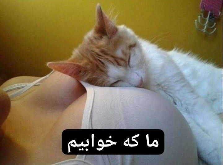 [ احمق … ]: شب بخیر ♥️@ahmaq #Lasso