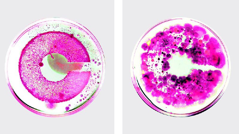 The most experimental logo of the year was grown from live bacteria