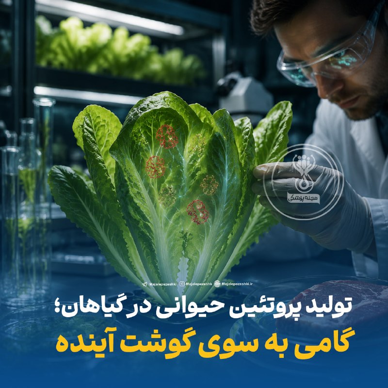 مجله پزشکی: تولید پروتئین حیوانی در گیاهان؛ گامی به سوی گوشت آینده◽️دانشمندان بینالمللی موفق شدند برای نخستینبار پروتئین «میوگلوبی