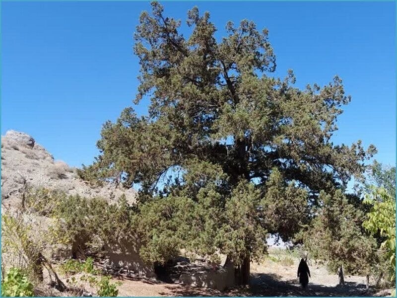 خراسان آنلاین: 🔶 مدیرکل میراث‌فرهنگی، گردشگری و صنایع‌دستی خراسان رضوی: درخت ارس کهنسال روستای کَهنه شهرستان جغتای در فهرست میراث طبیعی