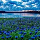 Волошковий сад💙🌺