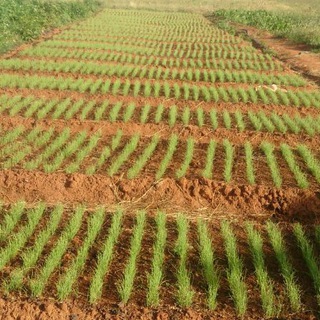 Onion&Watermelon Farming Gurus