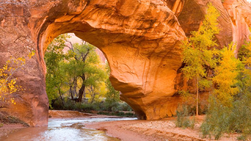 Golden glimpsesCottonwoods seen through an arch in Coyote Gulch, Glen Canyon Recreation Area, Utah (© Stephen Matera/Tandem Stills + Motion)