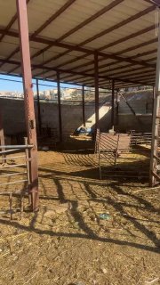 Settlers steal 300 sheep and horse from Palestinian farmer east of Ramallah