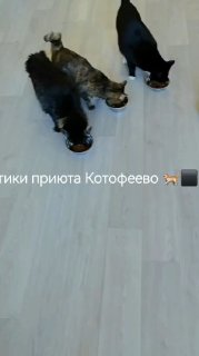 *ОЧЕНЬ НУЖЕН ЖИДКИЙ КОРМ ДЛЯ КОШЕК И КОТЯТ приюта...