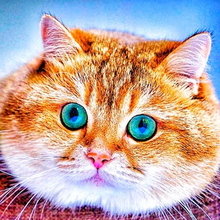 Cats Telegram Group Link