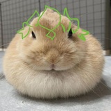 @бонне