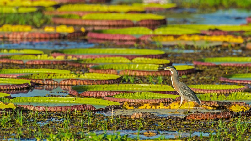 Sailing soloStriated heron on a Victoria water lily, Pantanal, Brazil (© Gerald Corsi/Getty Images)