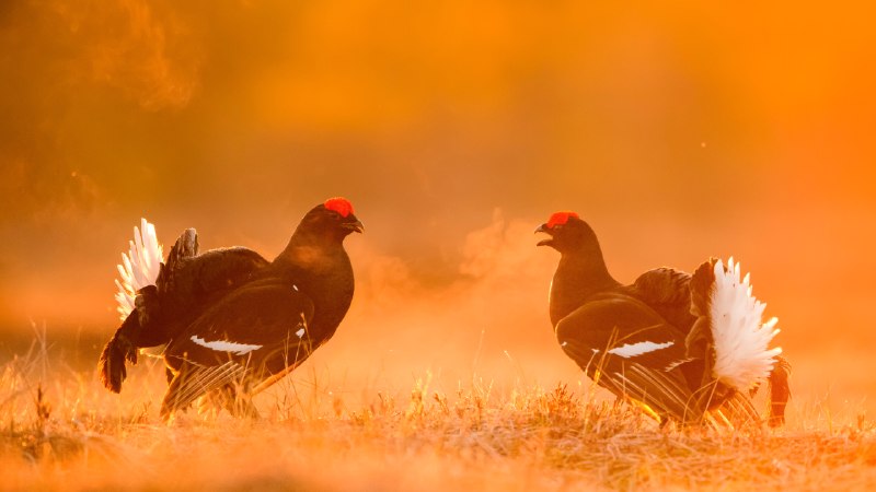 The lek side storyBlack grouse males facing off on a lekking site, Estonia (© Sven Zacek/Nature Picture Library)