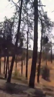 In recent days, photos of the drying and cutting of trees in the Chitgar Forest Park in Tehran were published, which also attracted the attention of social media users.