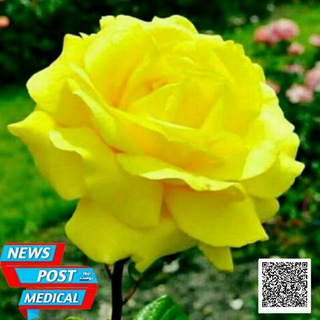 Telegram profile photo for 📡نيوز بوست الطبية📡