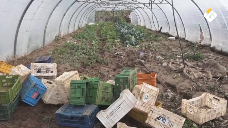 איגוד מגדלי תפוחי האדמה בבעלבק-הרמל דנה בתכנית להספקה עצמית והגנה על הייצור המקומי.