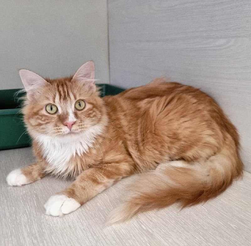 Котик *Лиман*
Застенчивый красавчик!
Этот...
