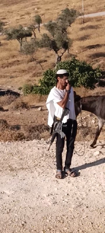 مستوطن يقتحم تجمع الكعابنة ويطلق ماشيته بالطيبة
