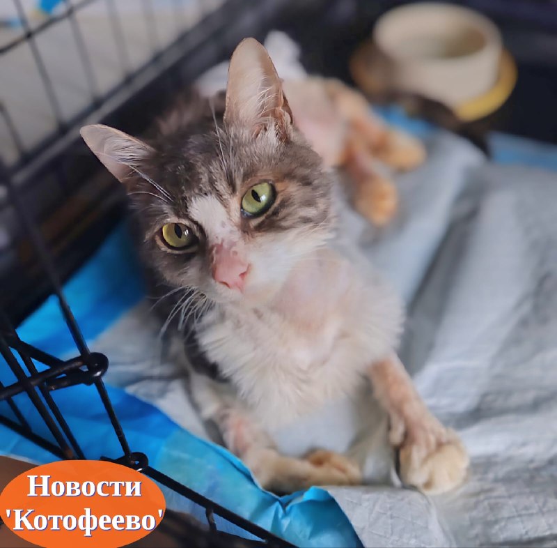 🐾 Кефирчик передает всем привет!
Пока котик...