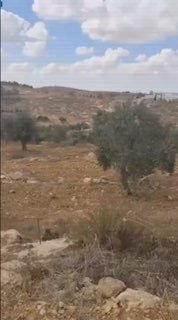 אורגיה מתמשכת מתנחלים גונבים זיתים מאדמות אזרחים באזור "אלרחינה" במסאפר יטא, דרומית לחברון.