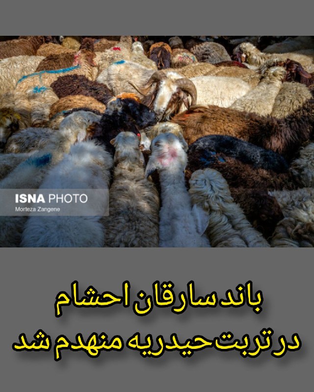 🌛شب های تربت🌜: ♦️باند سارقان احشام در تربتحیدریه منهدم شد👤مرادی، رئیس پلیس آگاهی خراسان رضوی: پس از افزایش سرقت احشام و نگرانی دامدار
