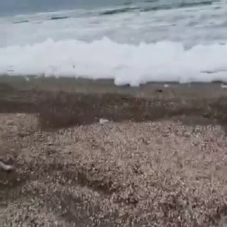 בימים האחרונים נצפתה קצף במי הים הכספי. התופעה כיסתה את מימי החוף. מצא וצור קשר