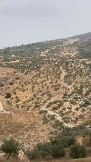 מתנחלים, מלווים בצבא הישראלי, תוקפים מוסקי זיתים באדמות בית עור אל תחטה, ממערב לרמאללה.