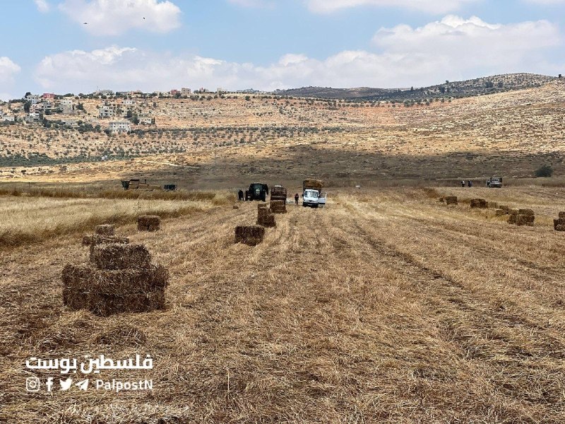 תמונות של מתנחלים המונעים מחקלאים להשלים את קציר החיטה, במישורי בית פוריק, בית דג'אן וסאלם, מזרחית לשכם.