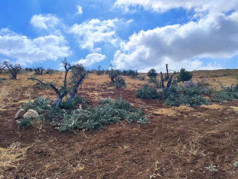 עקוב אחר מתנחלים שעוקרים עצי זית על אדמות פלסטיניות באזור ואדי ג'היש, מזרחית לאלסמו' בחברון.