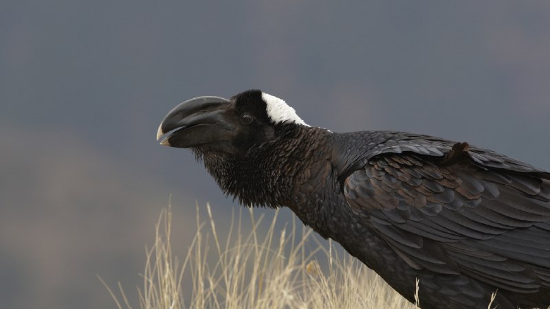 Bigger, bolder, beakierThick-billed raven, Simien Mountains, Ethiopia (© Ignacio Yufera/FLPA/Minden Pictures)