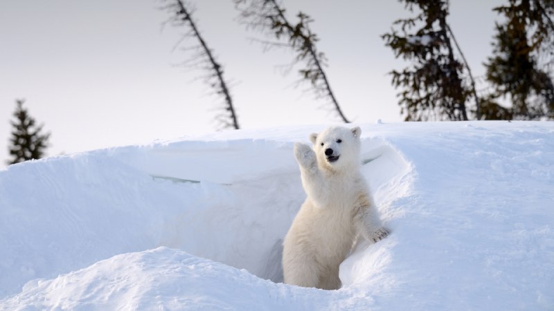 Polar carePolar bear cub, Churchill, Manitoba, Canada (© Eric Baccega/NPL/Minden Pictures)
