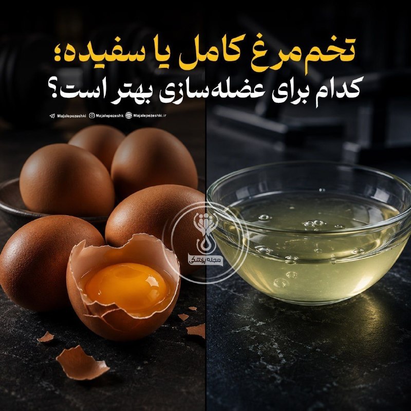 شاره‌که‌م دیوانده‌ره(کانال دیواندره): تخم‌مرغ کامل یا سفیده؛ کدام برای عضله‌سازی بهتر است؟◽️برای عضله‌سازی، تخم‌مرغ کامل معمولاً انتخاب کامل‌تری از سفیده تنها